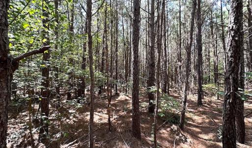 Photo #22 of SOLD property in Off Courtland Rd , Emporia, VA 54.5 acres