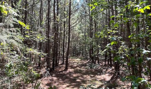 Photo #23 of SOLD property in Off Courtland Rd , Emporia, VA 54.5 acres