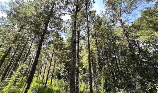 Photo #16 of Off Quarry Rd , Emporia, VA 11.7 acres