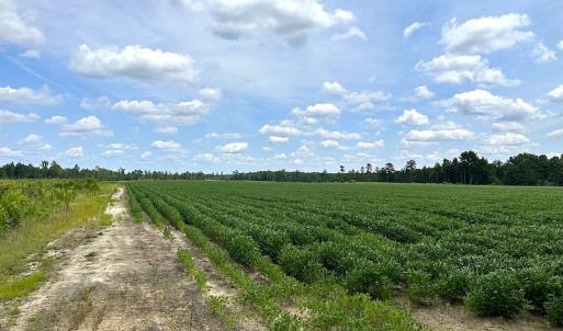 Photo #19 of Off Quarry Rd , Emporia, VA 11.7 acres