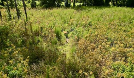 Photo #19 of SOLD property in 2050 Firestone Parkway, Wilson, NC 31.9 acres