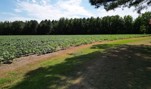 Photo #30 of SOLD property in 2050 Firestone Parkway, Wilson, NC 31.9 acres