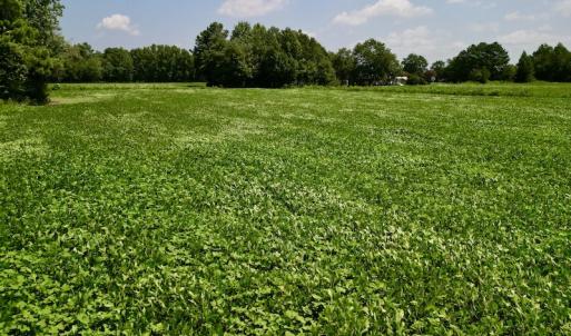 Photo #17 of SOLD property in Off Old Hwy 70, Cove City, NC 11.8 acres