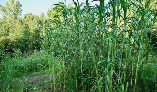 Photo #55 of SOLD property in 46 Dennis Road, Wadesboro, NC 25.2 acres