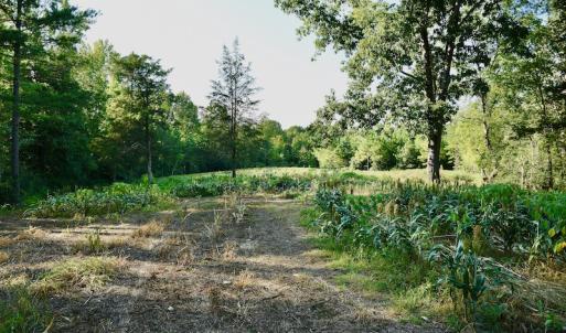 Photo #58 of SOLD property in 46 Dennis Road, Wadesboro, NC 25.2 acres