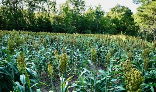 Photo #63 of SOLD property in 46 Dennis Road, Wadesboro, NC 25.2 acres
