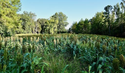 Photo #64 of SOLD property in 46 Dennis Road, Wadesboro, NC 25.2 acres