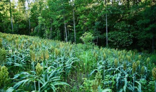 Photo #65 of SOLD property in 46 Dennis Road, Wadesboro, NC 25.2 acres