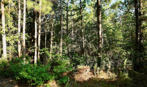 Photo #71 of SOLD property in 46 Dennis Road, Wadesboro, NC 25.2 acres