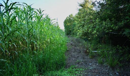 Photo #78 of SOLD property in 46 Dennis Road, Wadesboro, NC 25.2 acres