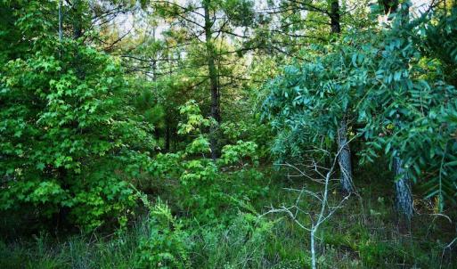 Photo #79 of SOLD property in 46 Dennis Road, Wadesboro, NC 25.2 acres