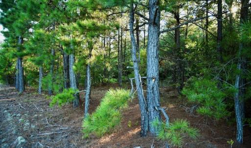 Photo #80 of SOLD property in 46 Dennis Road, Wadesboro, NC 25.2 acres