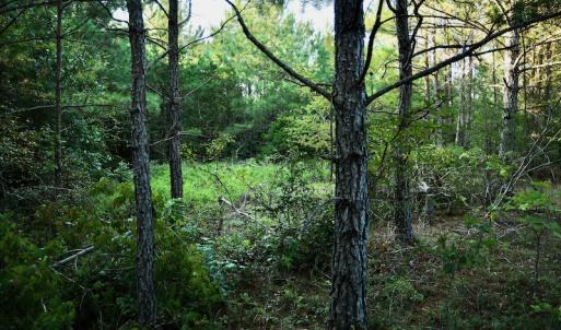 Photo #82 of SOLD property in 46 Dennis Road, Wadesboro, NC 25.2 acres