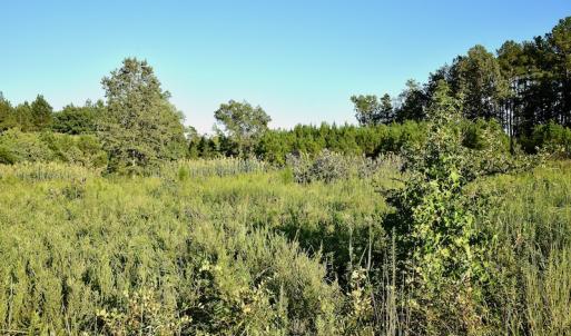 Photo #84 of SOLD property in 46 Dennis Road, Wadesboro, NC 25.2 acres