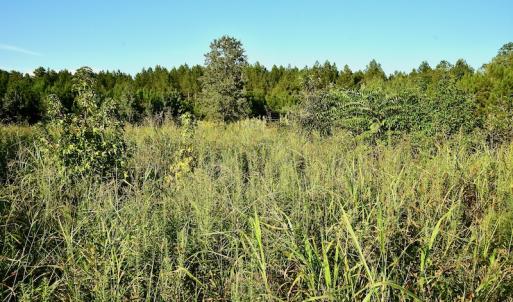 Photo #86 of SOLD property in 46 Dennis Road, Wadesboro, NC 25.2 acres