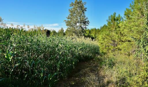 Photo #87 of SOLD property in 46 Dennis Road, Wadesboro, NC 25.2 acres
