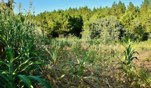 Photo #88 of SOLD property in 46 Dennis Road, Wadesboro, NC 25.2 acres