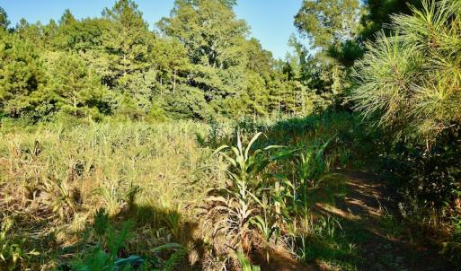 Photo #89 of SOLD property in 46 Dennis Road, Wadesboro, NC 25.2 acres
