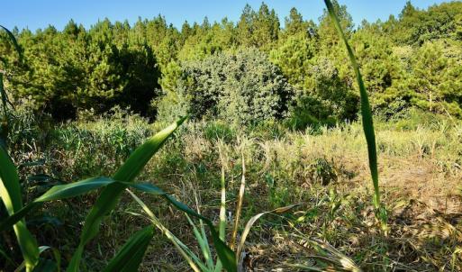 Photo #90 of SOLD property in 46 Dennis Road, Wadesboro, NC 25.2 acres