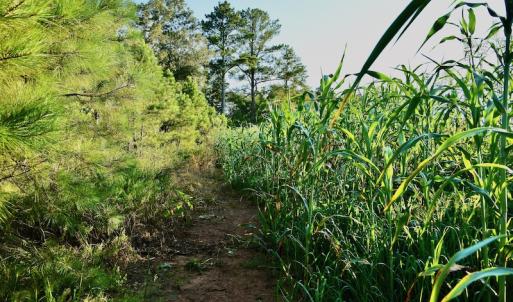 Photo #91 of SOLD property in 46 Dennis Road, Wadesboro, NC 25.2 acres
