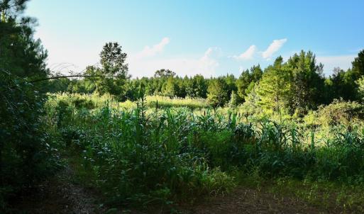 Photo #95 of SOLD property in 46 Dennis Road, Wadesboro, NC 25.2 acres