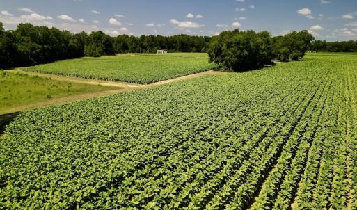 Photo #12 of SOLD property in Off Howell Swamp Church Rd, Walstonburg, NC 18.6 acres