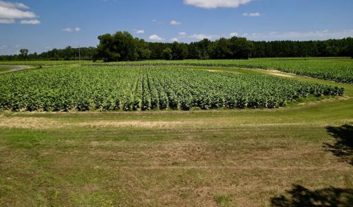 Photo #15 of SOLD property in Off Howell Swamp Church Rd, Walstonburg, NC 18.6 acres