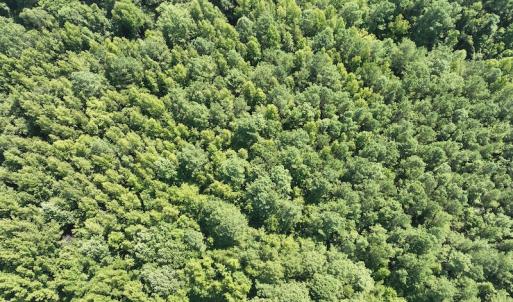 Photo #8 of SOLD property in Off Tollie Weldon Road, Henderson, NC 6.5 acres
