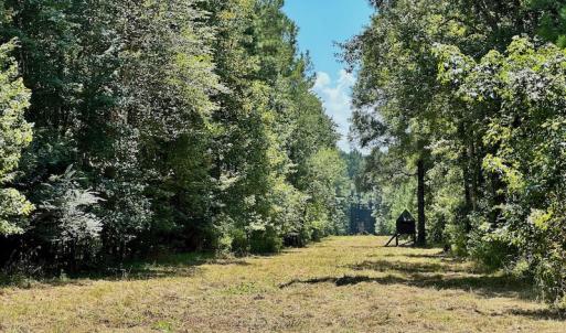 Photo #21 of SOLD property in Off Jackson Bypass, Garysburg, NC 49.9 acres