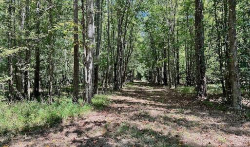 Photo #31 of SOLD property in Off Jackson Bypass, Garysburg, NC 49.9 acres