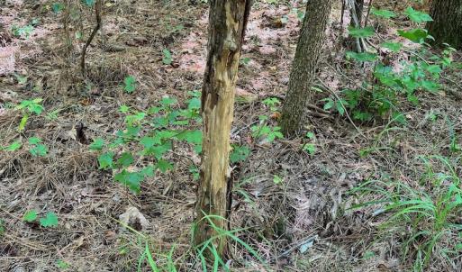 Photo #9 of SOLD property in Off Jackson Bypass, Garysburg, NC 49.9 acres