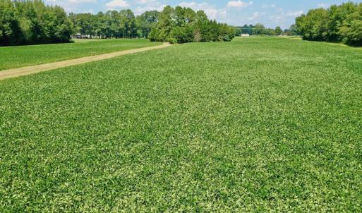 Photo #41 of SOLD property in Off Jackson Bypass, Garysburg, NC 49.9 acres