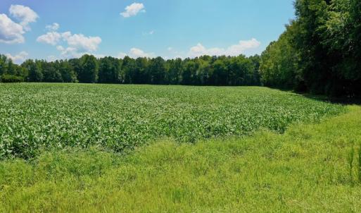 Photo #46 of SOLD property in Off Jackson Bypass, Garysburg, NC 49.9 acres
