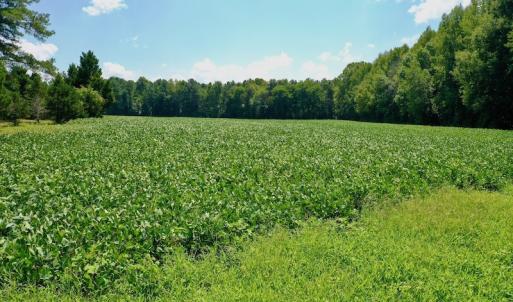 Photo #48 of SOLD property in Off Jackson Bypass, Garysburg, NC 49.9 acres