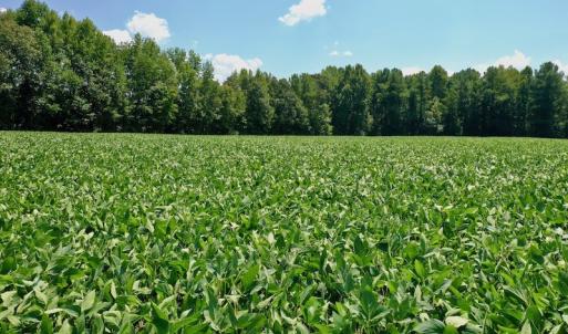 Photo #49 of SOLD property in Off Jackson Bypass, Garysburg, NC 49.9 acres