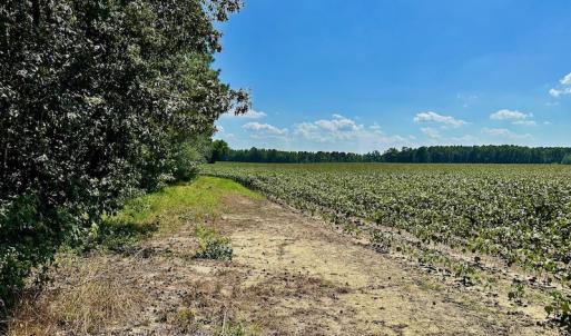 Photo #11 of SOLD property in Off Hargrave Rd, Jackson, NC 41.0 acres