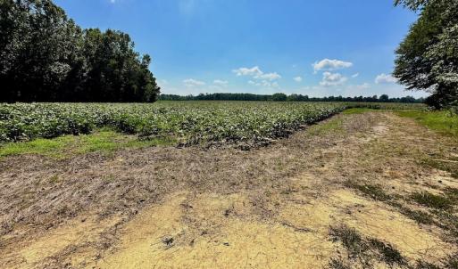 Photo #15 of SOLD property in Off Hargrave Rd, Jackson, NC 41.0 acres