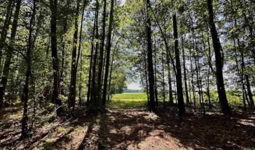 Photo #17 of SOLD property in Off Hargrave Rd, Jackson, NC 41.0 acres