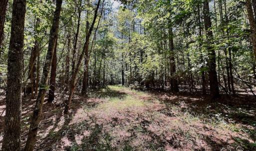 Photo #19 of SOLD property in Off Hargrave Rd, Jackson, NC 41.0 acres