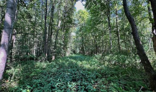 Photo #29 of SOLD property in Off Hargrave Rd, Jackson, NC 41.0 acres