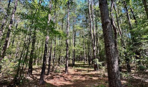 Photo #33 of SOLD property in Off Hargrave Rd, Jackson, NC 41.0 acres