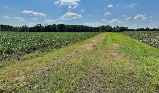Photo #5 of SOLD property in Off Hargrave Rd, Jackson, NC 41.0 acres