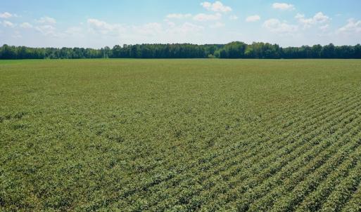 Photo #40 of SOLD property in Off Hargrave Rd, Jackson, NC 41.0 acres