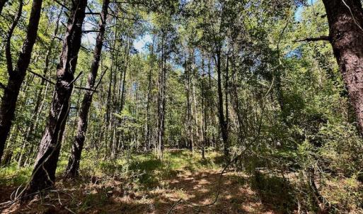 Photo #47 of SOLD property in Off Hargrave Rd, Jackson, NC 41.0 acres