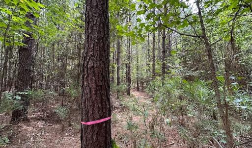 Photo #11 of SOLD property in Off Ridge Rd , Jarratt, VA 13.0 acres