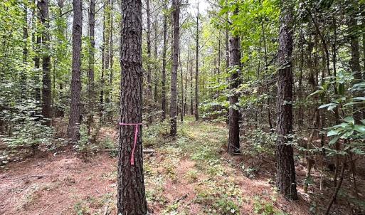 Photo #12 of SOLD property in Off Ridge Rd , Jarratt, VA 13.0 acres