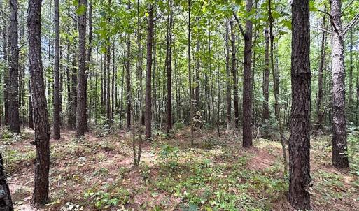 Photo #13 of SOLD property in Off Ridge Rd , Jarratt, VA 13.0 acres