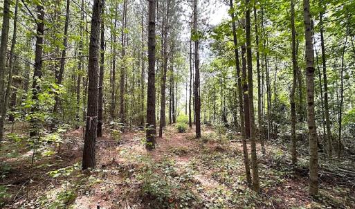 Photo #14 of SOLD property in Off Ridge Rd , Jarratt, VA 13.0 acres
