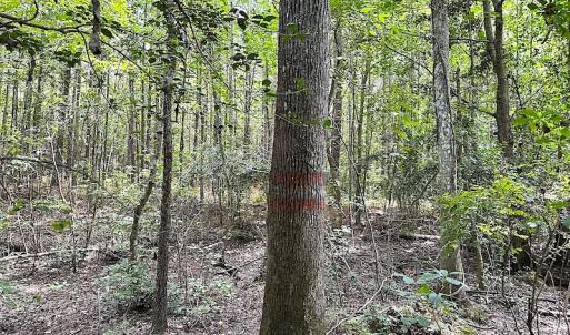 Photo #15 of SOLD property in Off Ridge Rd , Jarratt, VA 13.0 acres