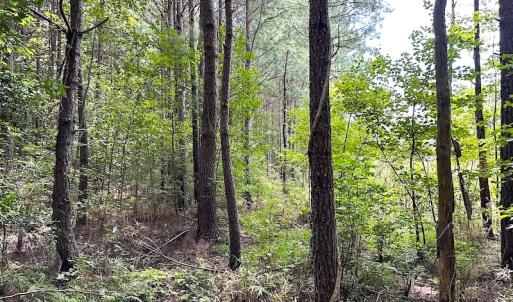 Photo #16 of SOLD property in Off Ridge Rd , Jarratt, VA 13.0 acres